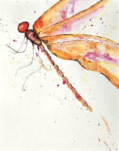 Orange and Pink Dragonfly