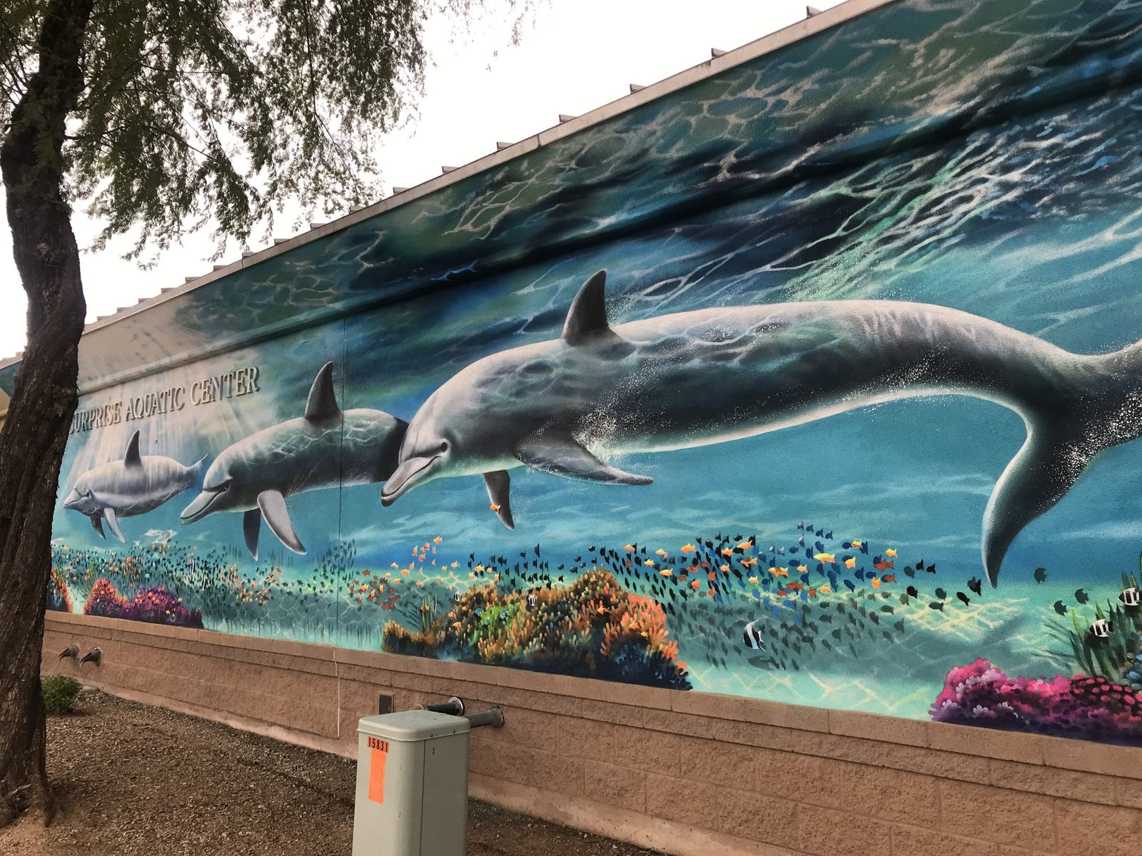 SWIMMING WITH PORPOISE