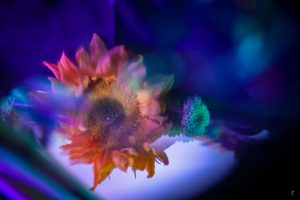 Distorted Reflections