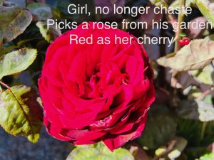 Red Rose