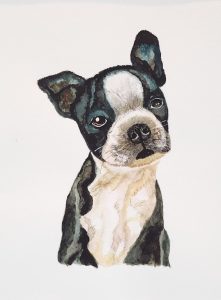 Boston Puppy