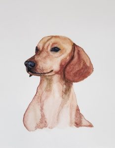 Dachshund