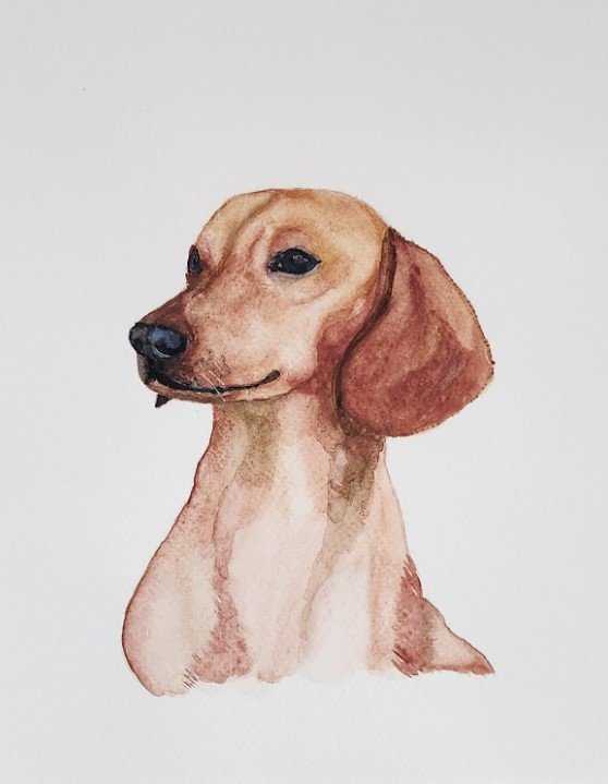 Dachshund