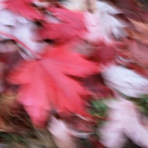 Source: wordpress-featured Joanna Proffitt profile image