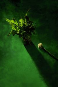 I Refuse To Live In Your Shadow