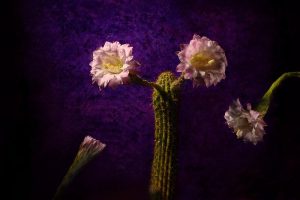 Trying To Listen To Both Sides