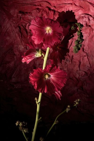 Despite Your Intentions We Are Thriving