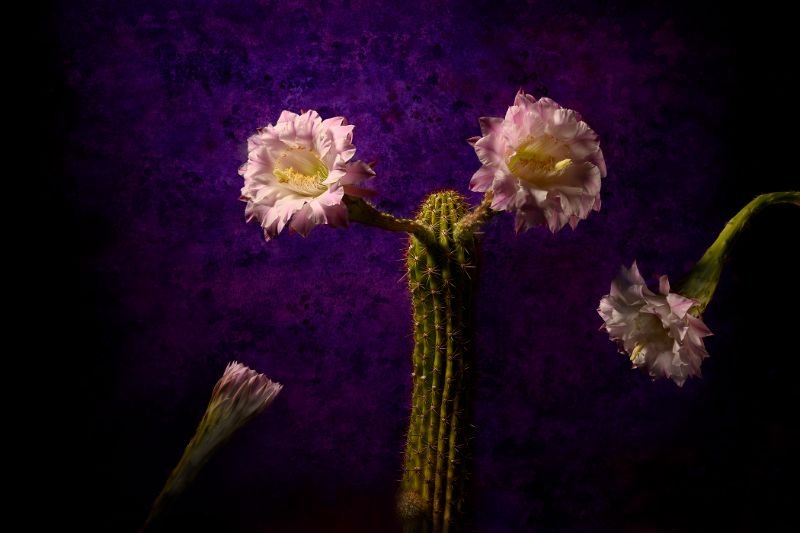 Trying To Listen To Both Sides