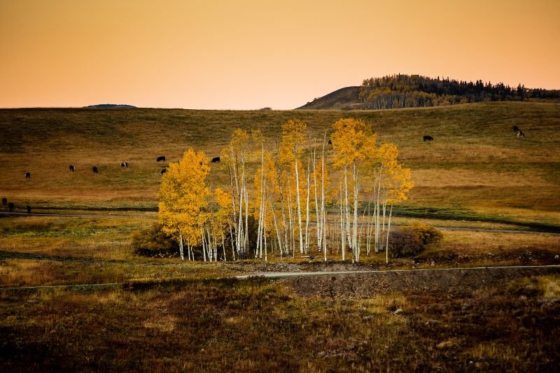 Dawn on Aspens