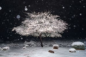 Snowy Mesquite