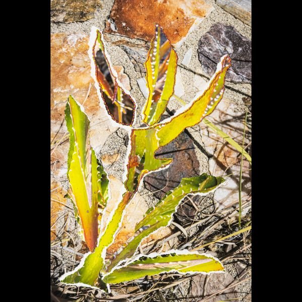 Transplant- Eccentric